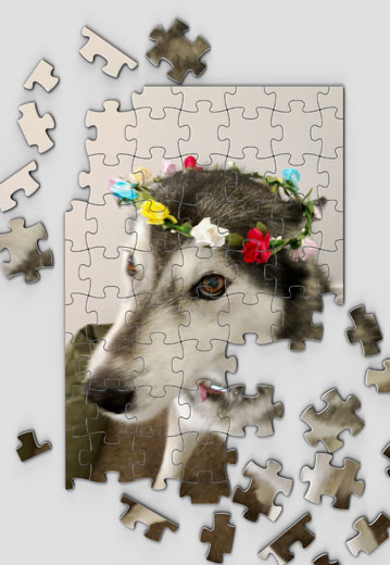 husky jigsaw puzzle