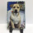 dog photo printed on slate